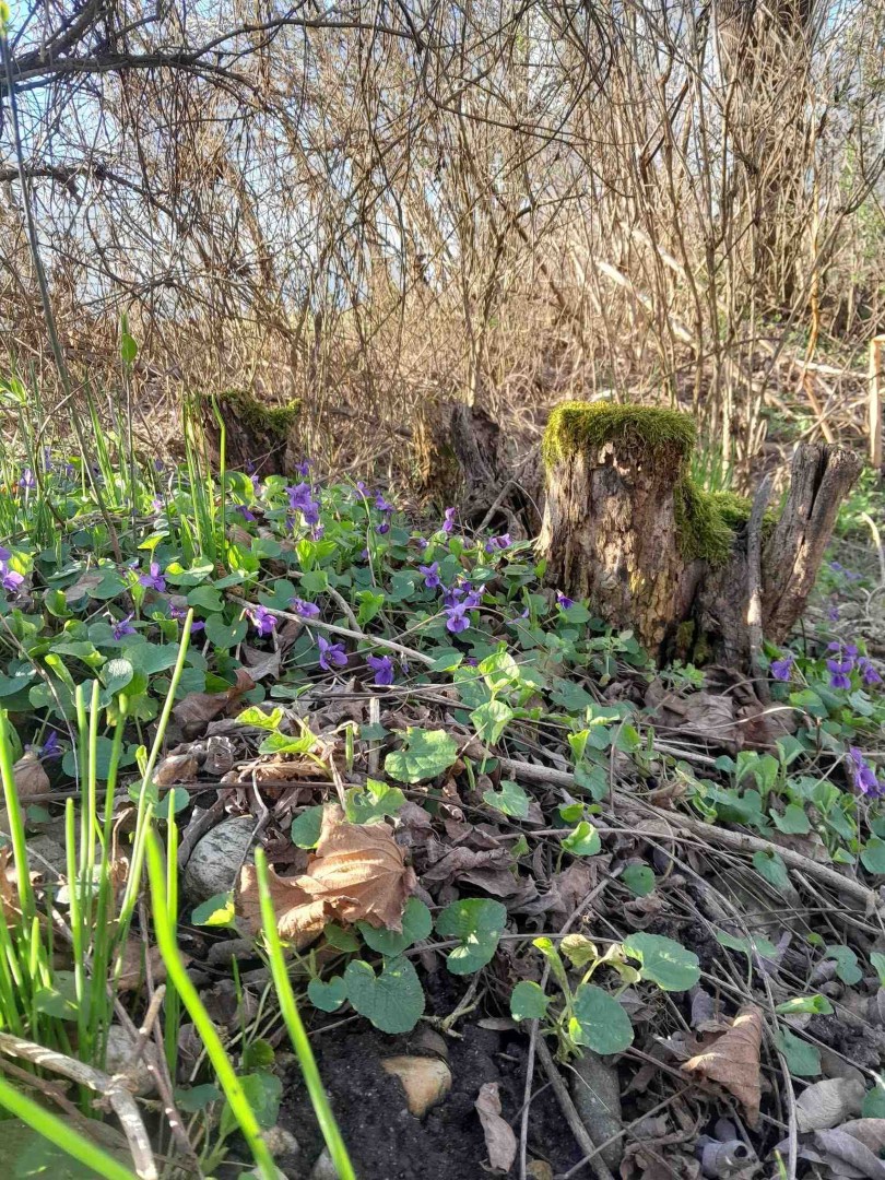 Bosco delle violette