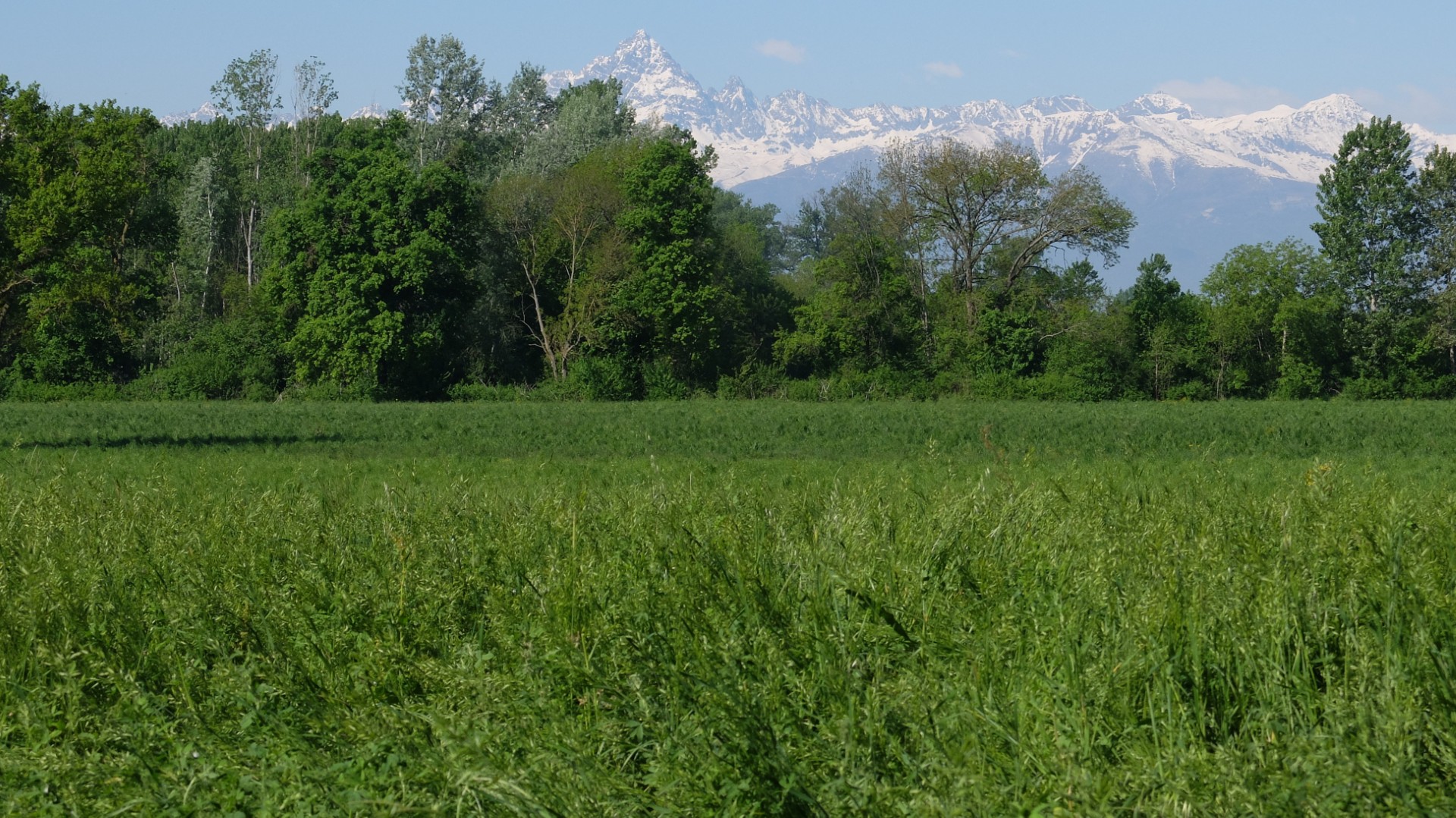 Bosco del Merlino