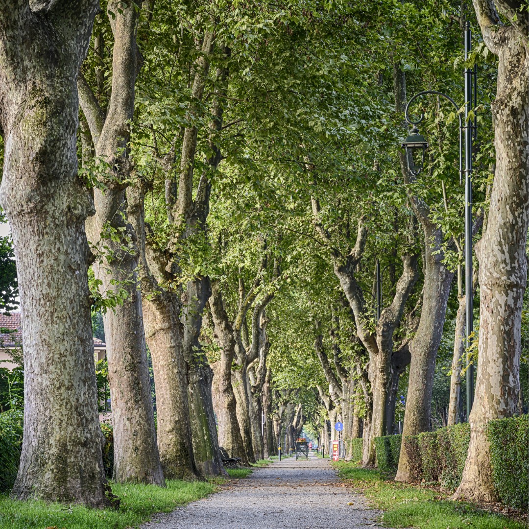 Strada antica per Cavallermaggiore e Sentiero del Maira