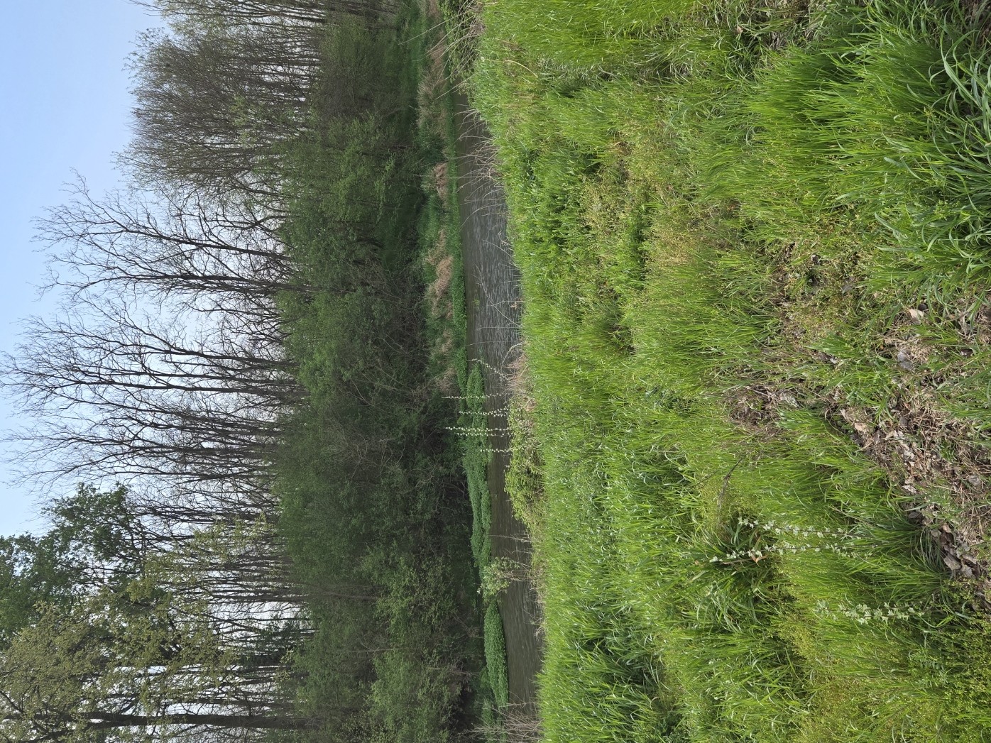 BURUR DEL GHIGO