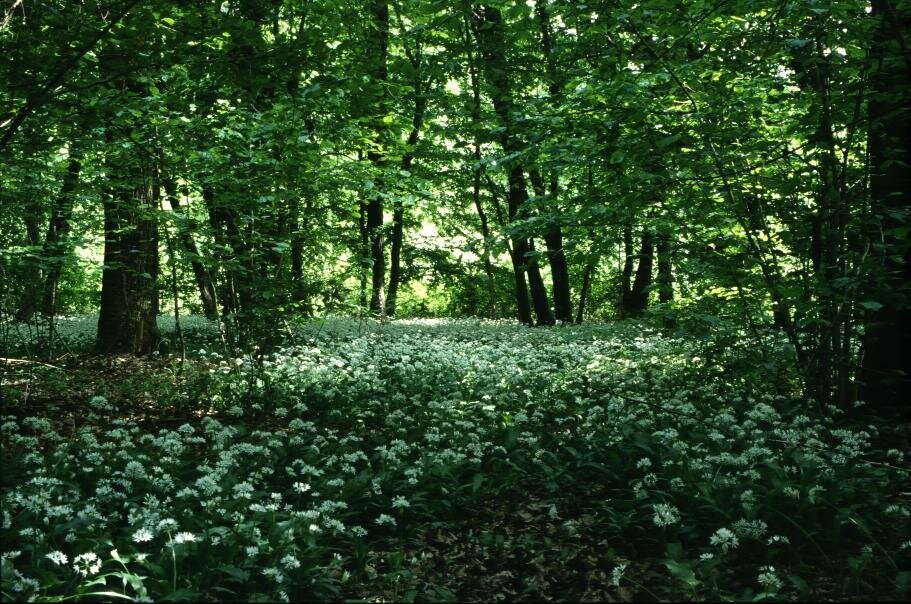 Bosco del Merlino 