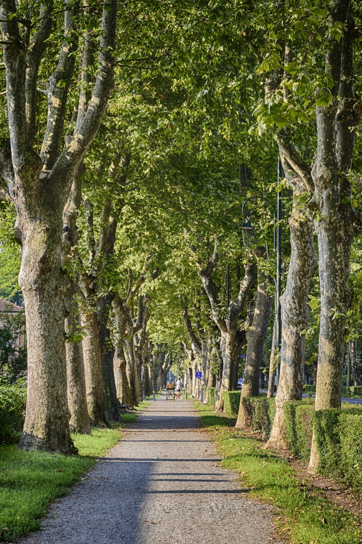 Viale dei platani