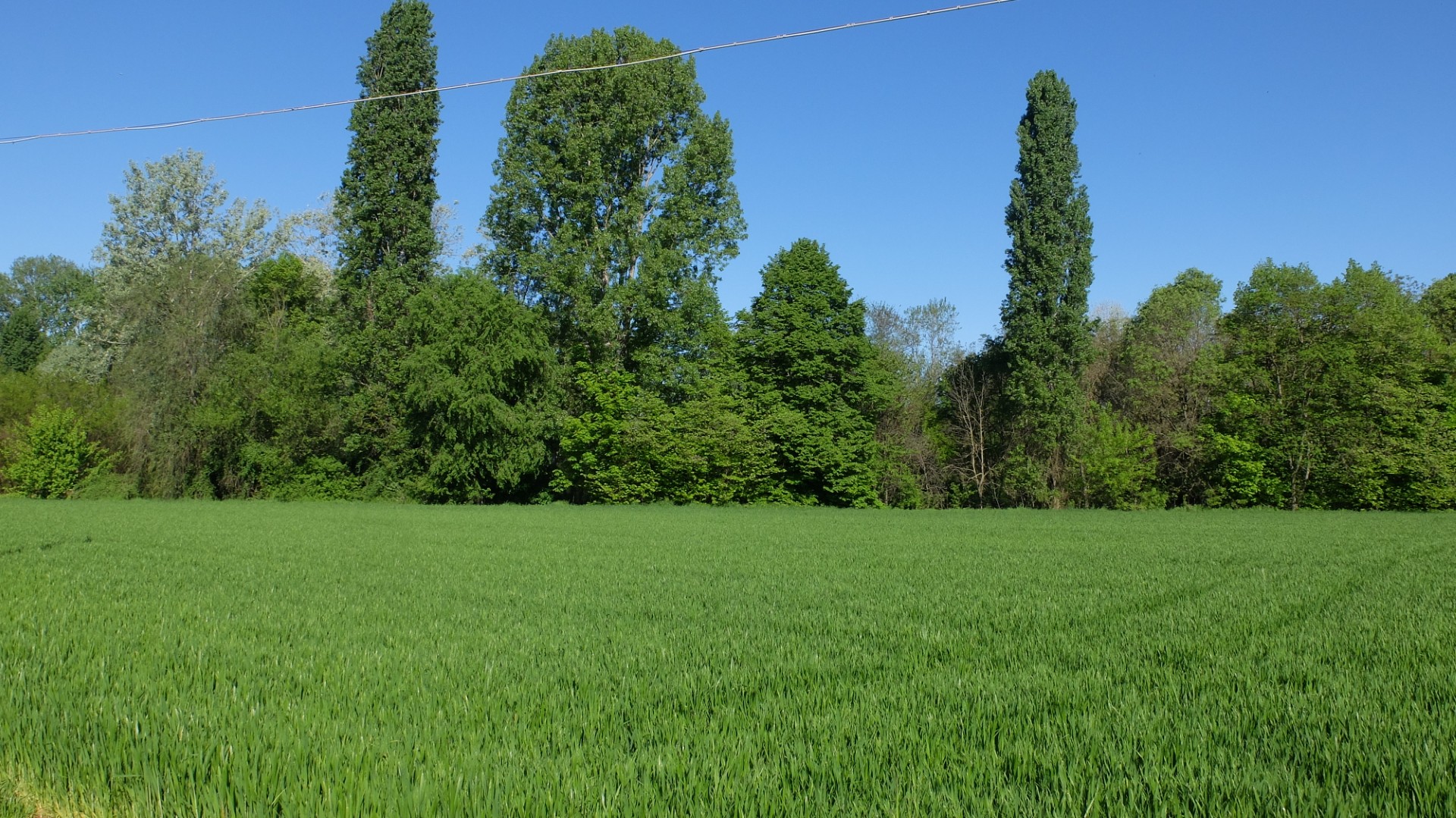 Campagna irrigua